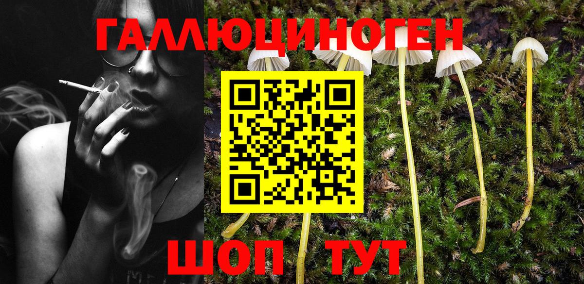 Псилоцибиновые грибы Psilocybe Богородск